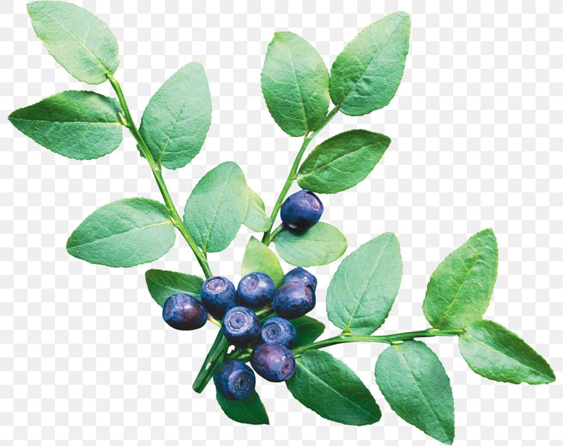 Blueberry Bilberry Clip Art, PNG, 800x649px, Blueberry, Aristotelia Chilensis, Berry, Bilberry, Chokeberry Download Free