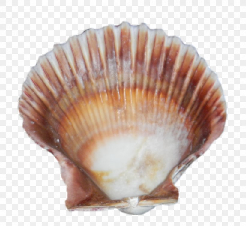 Cockle Seashell Clip Art, PNG, 900x827px, Cockle, Bivalvia, Caracola, Clam, Clams Oysters Mussels And Scallops Download Free