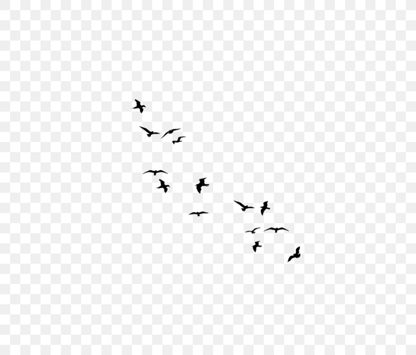 Flock Bird Goose Cygnini Wall Decal, PNG, 700x700px, Flock, Anatidae, Animal Migration, Beak, Bird Download Free