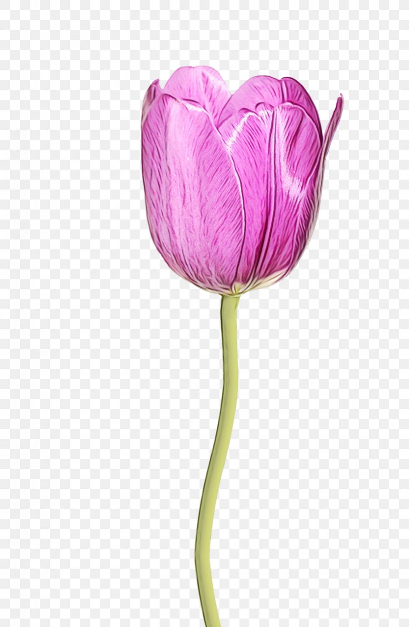 Flower Tulip Petal Purple Plant, PNG, 835x1280px, Watercolor, Flower, Flowering Plant, Paint, Petal Download Free