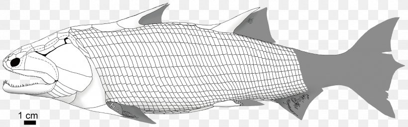 Lungfish Guiyu Oneiros Psarolepis Evolution Of Fish, PNG, 2440x760px, Lungfish, Animal Figure, Artwork, Black, Black And White Download Free