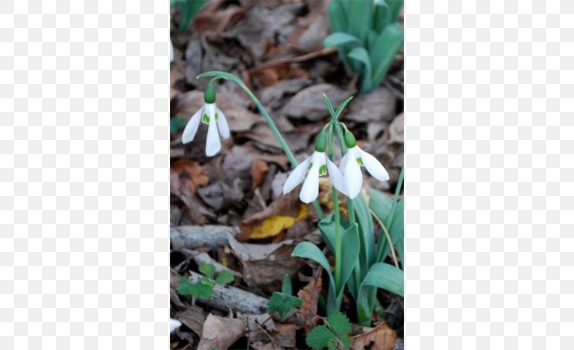 Snowdrop Wildflower, PNG, 500x500px, Snowdrop, Flora, Flower, Flowering Plant, Galanthus Download Free