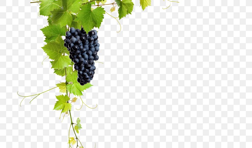 Common Grape Vine Wine Grape Leaves Raisin, PNG, 720x480px, Common Grape Vine, Flowering Plant, Food, Fruit, Grape Download Free