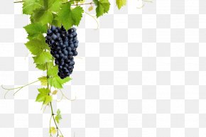 Common Grape Vine Wine, PNG, 760x1024px, Grape, Area, Art, Black And ...