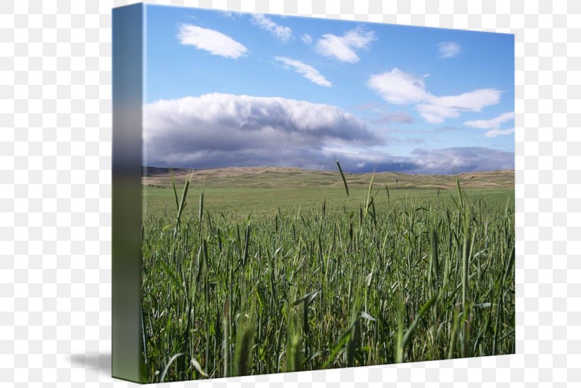 Gallery Wrap Grasses Cereal Grassland Crop, PNG, 650x548px, Gallery Wrap, Agriculture, Art, Canvas, Cereal Download Free