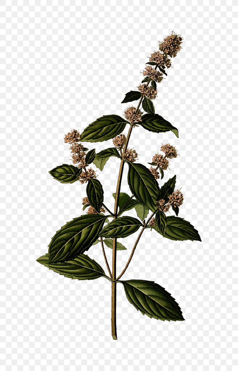 Peppermint Mentha Spicata Herb Mints Water Mint, PNG, 685x1280px, Peppermint, Apple Mint, Herb, Herbalism, Leaf Download Free