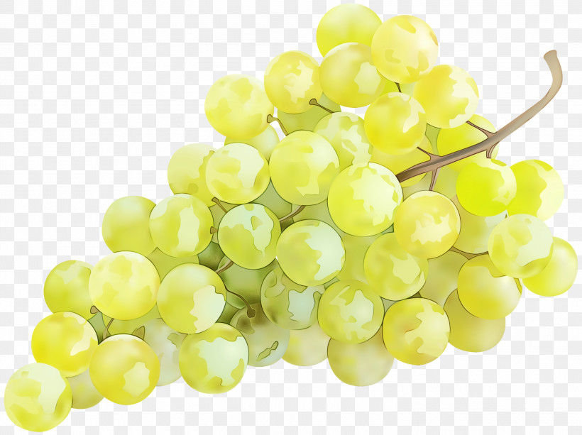 Sultana Seedless Fruit Grapevines Grape Seed Extract Grape, PNG, 3000x2244px, Watercolor, Fruit, Grape, Grape Seed Extract, Grape Seed Extract Supplement Download Free