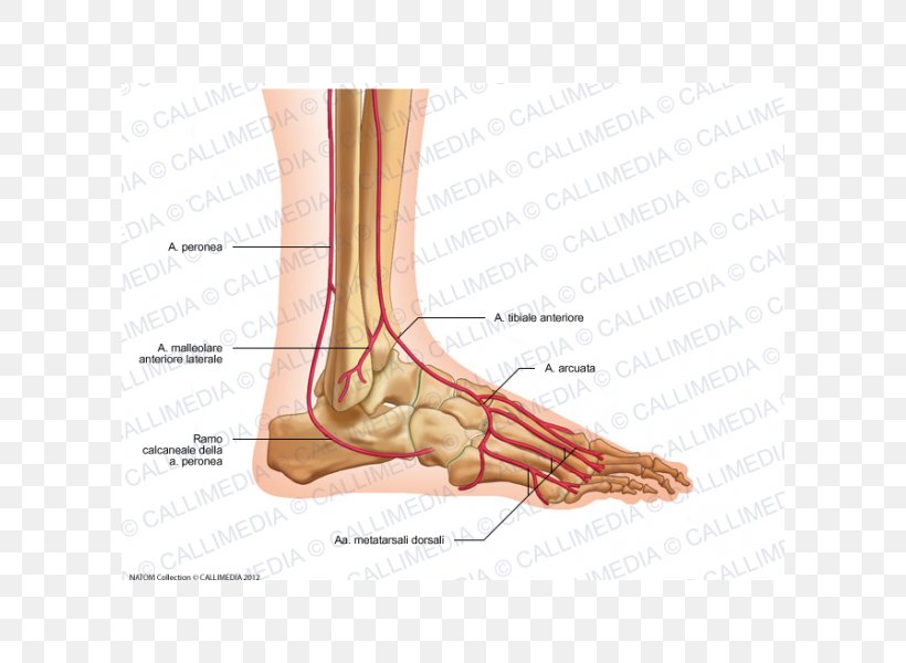 Thumb Foot Dorsalis Pedis Artery Anterior Tibial Artery, PNG, 600x600px, Watercolor, Cartoon, Flower, Frame, Heart Download Free