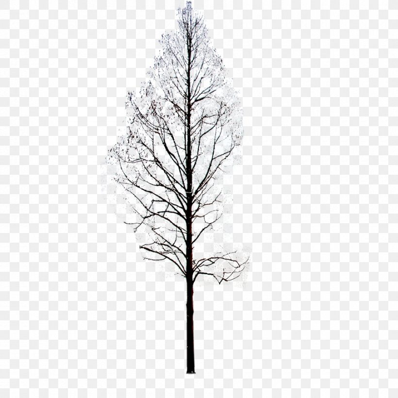 Twig Pine Black And White Symmetry Pattern, PNG, 900x900px, Twig, Black, Black And White, Branch, Family Download Free