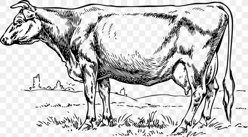 Beef Cattle Jersey Cattle Holstein Friesian Cattle Clip Art Dairy Cattle, PNG, 958x529px, Beef Cattle, Artwork, Black And White, Bull, Cattle Download Free