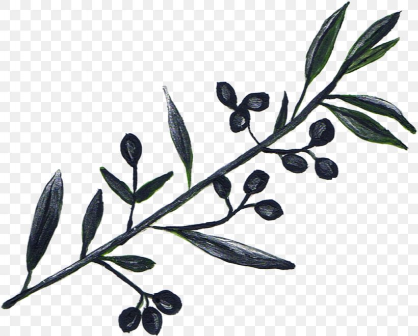 Olive Oil Tree Olive Branch, PNG, 1024x825px, Olive, Branch, Flowering Plant, Food, Fruit Download Free