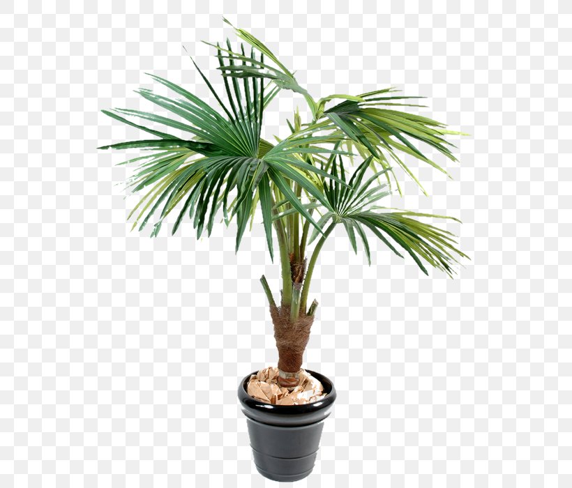 Arecaceae Date Palms Dates Tree Trunk, PNG, 556x700px, Arecaceae, Arecales, Borassus Flabellifer, Chamaerops, Chamaerops Humilis Download Free