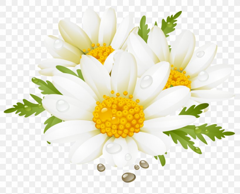 Flower Desktop Wallpaper Clip Art, PNG, 895x724px, Flower, Chamaemelum Nobile, Chamomile, Chrysanths, Common Daisy Download Free