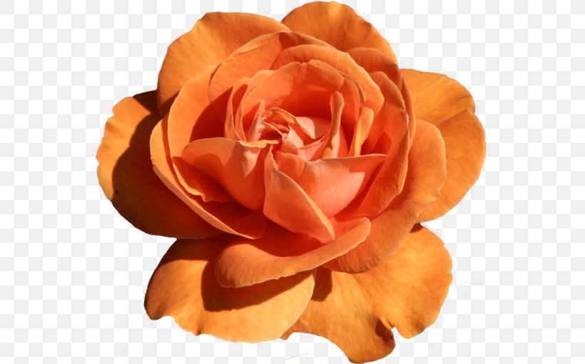 Flower Garden Roses Clip Art, PNG, 555x510px, Garden Roses, Color, Flower, Orange, Peach Download Free