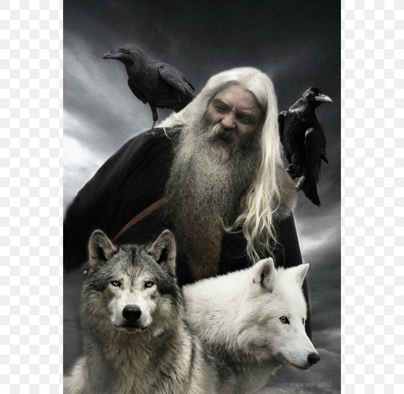 Odin Gray Wolf Geri And Freki Huginn And Muninn Norse Mythology, PNG, 800x800px, Odin, Canis Lupus Tundrarum, Common Raven, Crow, Dog Like Mammal Download Free