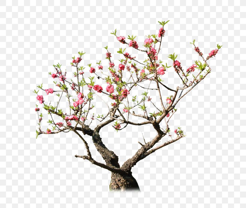 Peach Tree Rock Garden Download, PNG, 754x695px, Peach, Blossom, Branch, Cherry Blossom, Floral Design Download Free