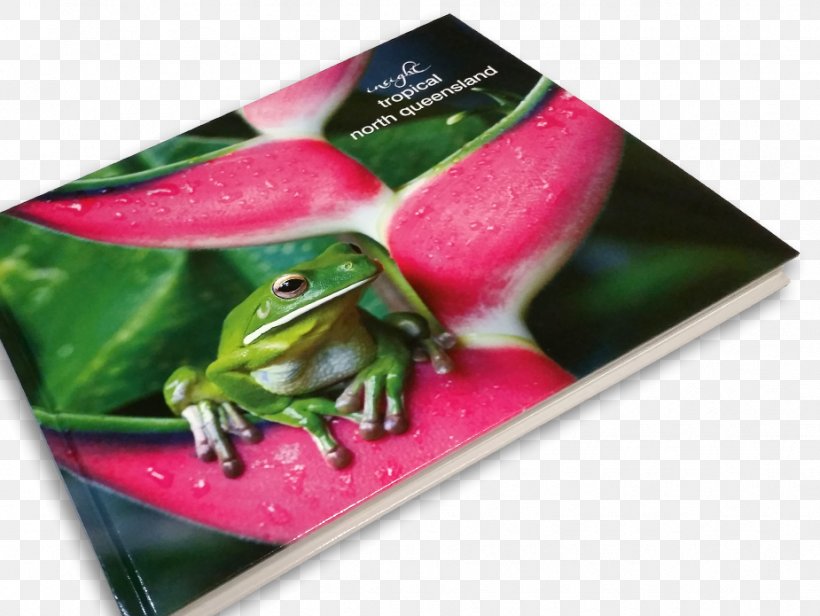 Tree Frog Calendar, PNG, 925x695px, Tree Frog, Amphibian, Calendar, Frog, Tree Download Free