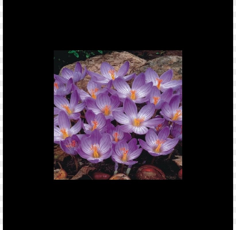 Bieberstein's Crocus Bulb Blossom Autumn Crocus Flower, PNG, 800x800px, Bulb, Autumn, Autumn Crocus, Blossom, Crocus Download Free