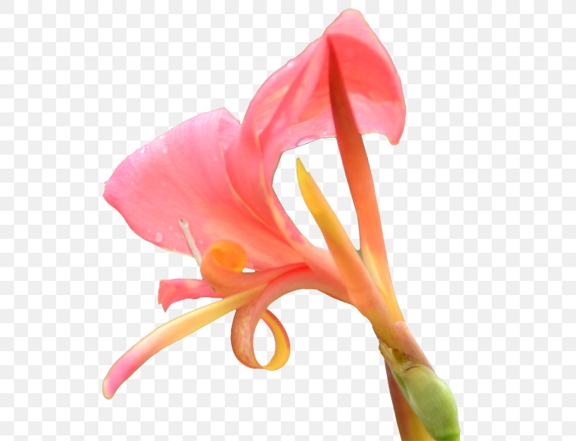 Canna Icon, PNG, 600x628px, Canna, Amaryllis Belladonna, Arum, Canna Family, Canna Lily Download Free