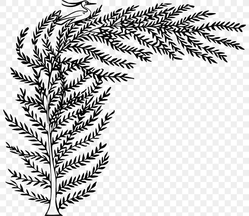 Drawing Clip Art, PNG, 800x712px, Drawing, Art, Black And White, Branch, Conifer Download Free