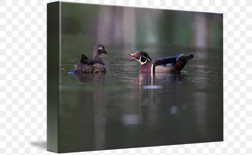 Duck Fauna Water Beak, PNG, 650x504px, Duck, Beak, Bird, Ducks Geese And Swans, Fauna Download Free