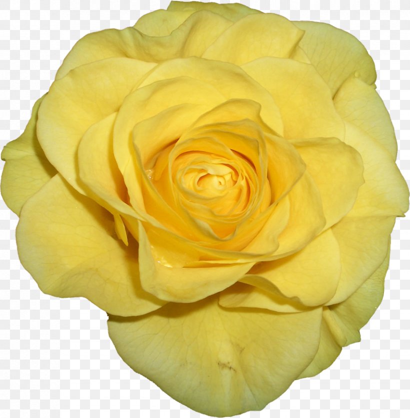 Garden Roses Cabbage Rose Floribunda, PNG, 852x870px, Garden Roses, Cabbage Rose, Cut Flowers, Data Compression, Floribunda Download Free