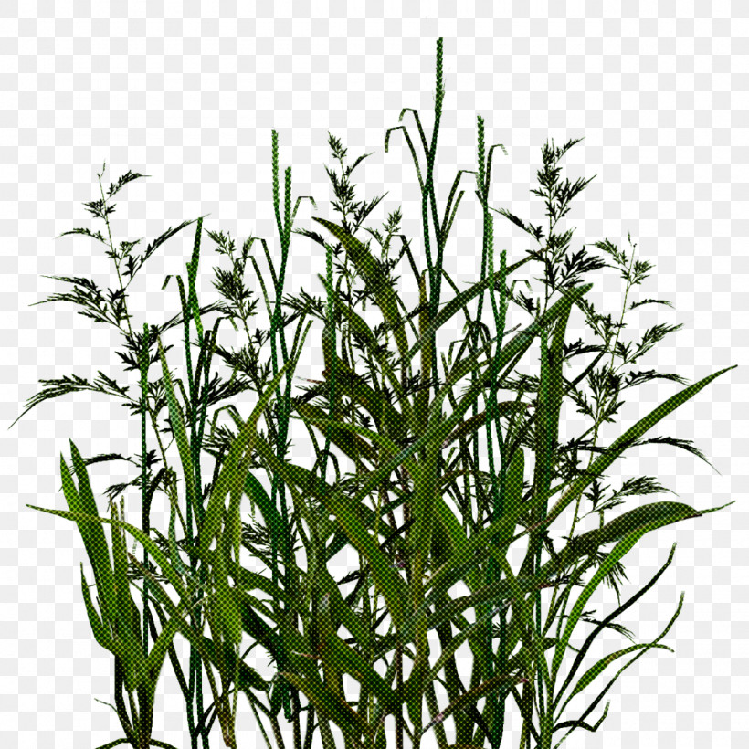 Plant Flower Grass Grass Family Terrestrial Plant, PNG, 1280x1280px, Plant, Aquarium Decor, Flower, Grass, Grass Family Download Free