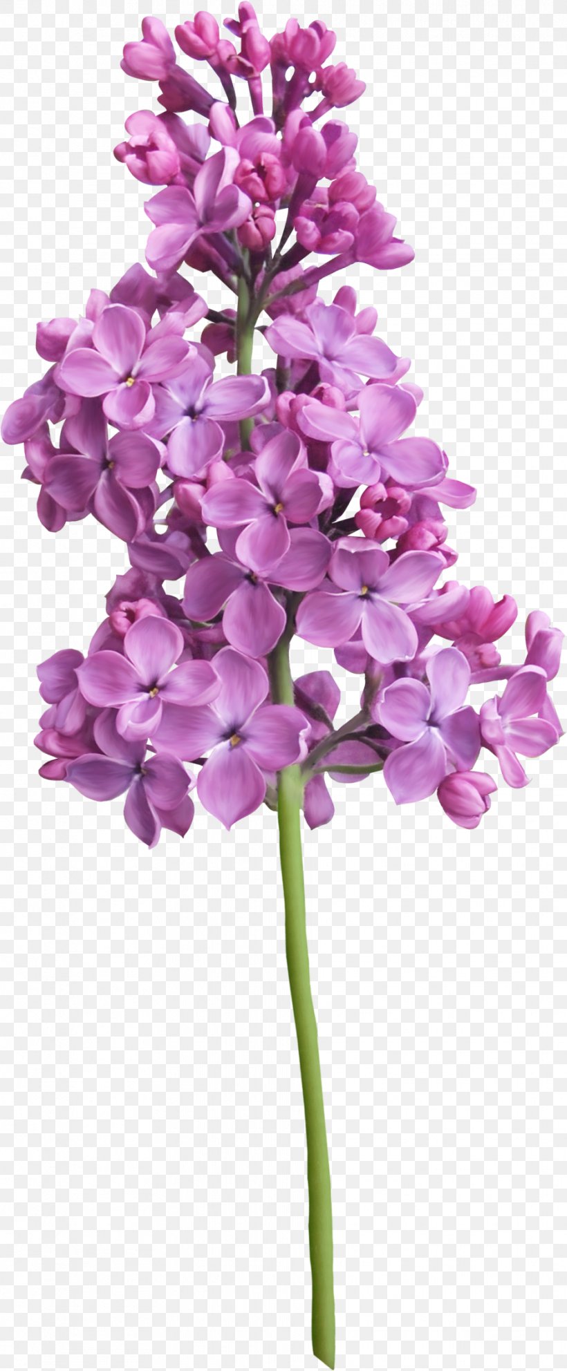 Purple Lilac Flower, PNG, 932x2255px, Purple, Cut Flowers, Flower, Flowering Plant, Herbaceous Plant Download Free