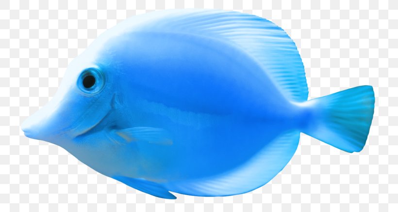 Goldfish Clip Art, PNG, 768x438px, Goldfish, Aqua, Blue, Cobalt Blue, Deep Sea Fish Download Free