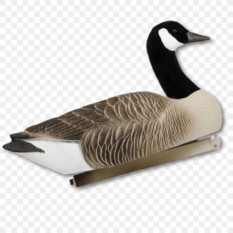 Goose Duck Feather, PNG, 1000x1000px, Goose, Beak, Bird, Duck, Ducks Geese And Swans Download Free