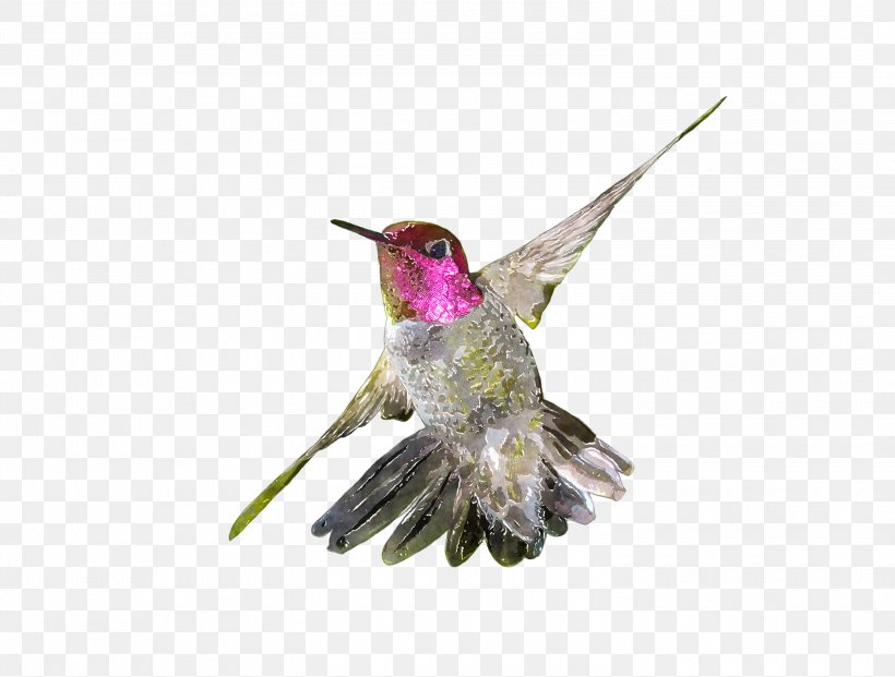 Hummingbird Watercolor Painting Drawing Clip Art, PNG, 3000x2272px, Hummingbird, Art, Beak, Bird, Digital Image Download Free
