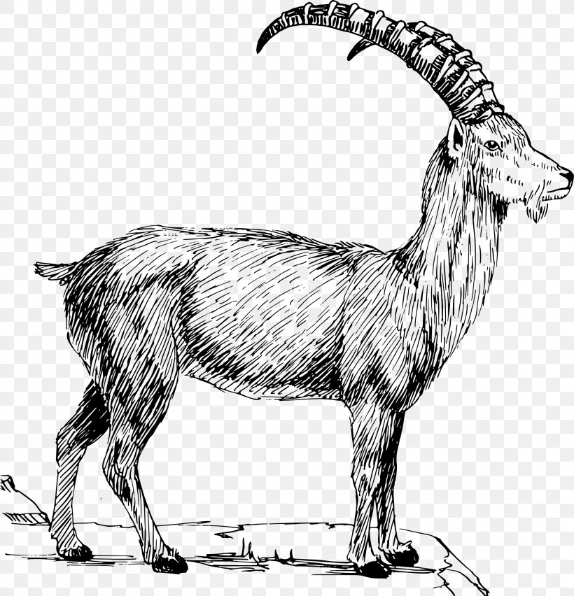 Alpine Ibex Alpine Goat Boer Goat Mountain Goat Clip Art, PNG, 2308x2400px, Alpine Ibex, Alpine Goat, Antelope, Black And White, Boer Goat Download Free