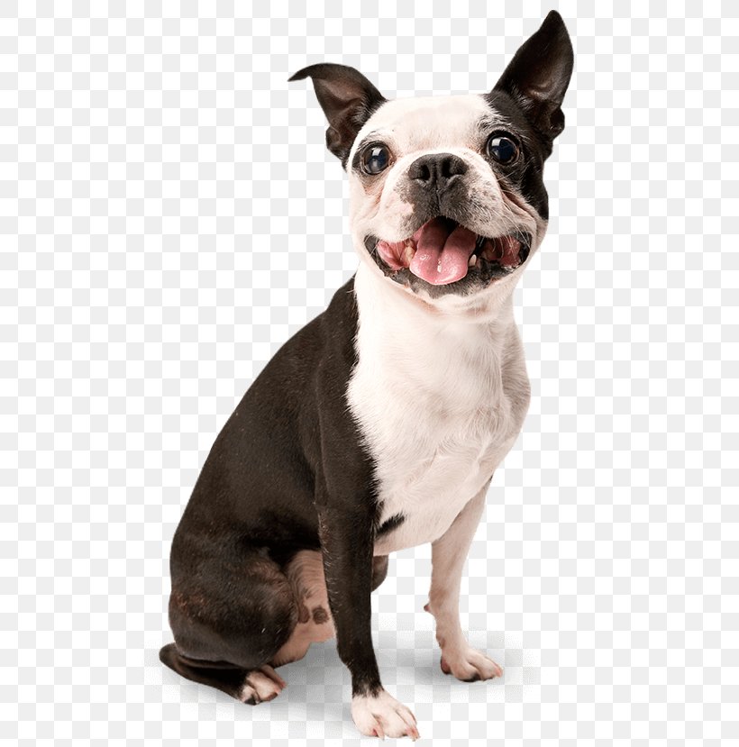 Dog Training Puppy Housebreaking Toilet Training, PNG, 505x829px, Dog, Absorption, American Kennel Club, Animal Training, Boston Terrier Download Free