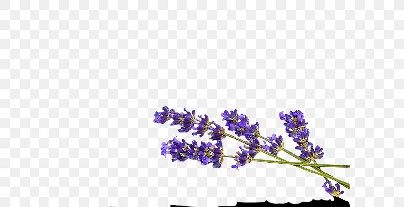 English Lavender, PNG, 600x420px, English Lavender, Blossom, Branch, Convite, Cut Flowers Download Free