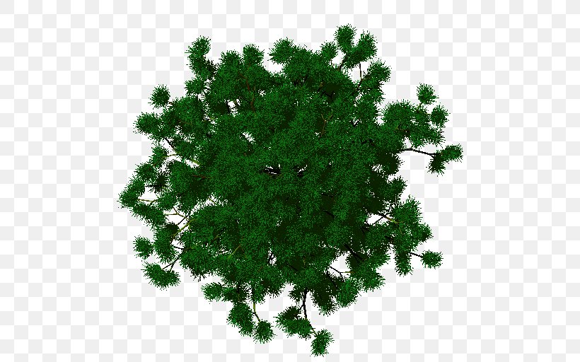 Spruce Evergreen Shrub Herb Leaf, PNG, 512x512px, Spruce, Branch, Conifer, Evergreen, Fir Download Free