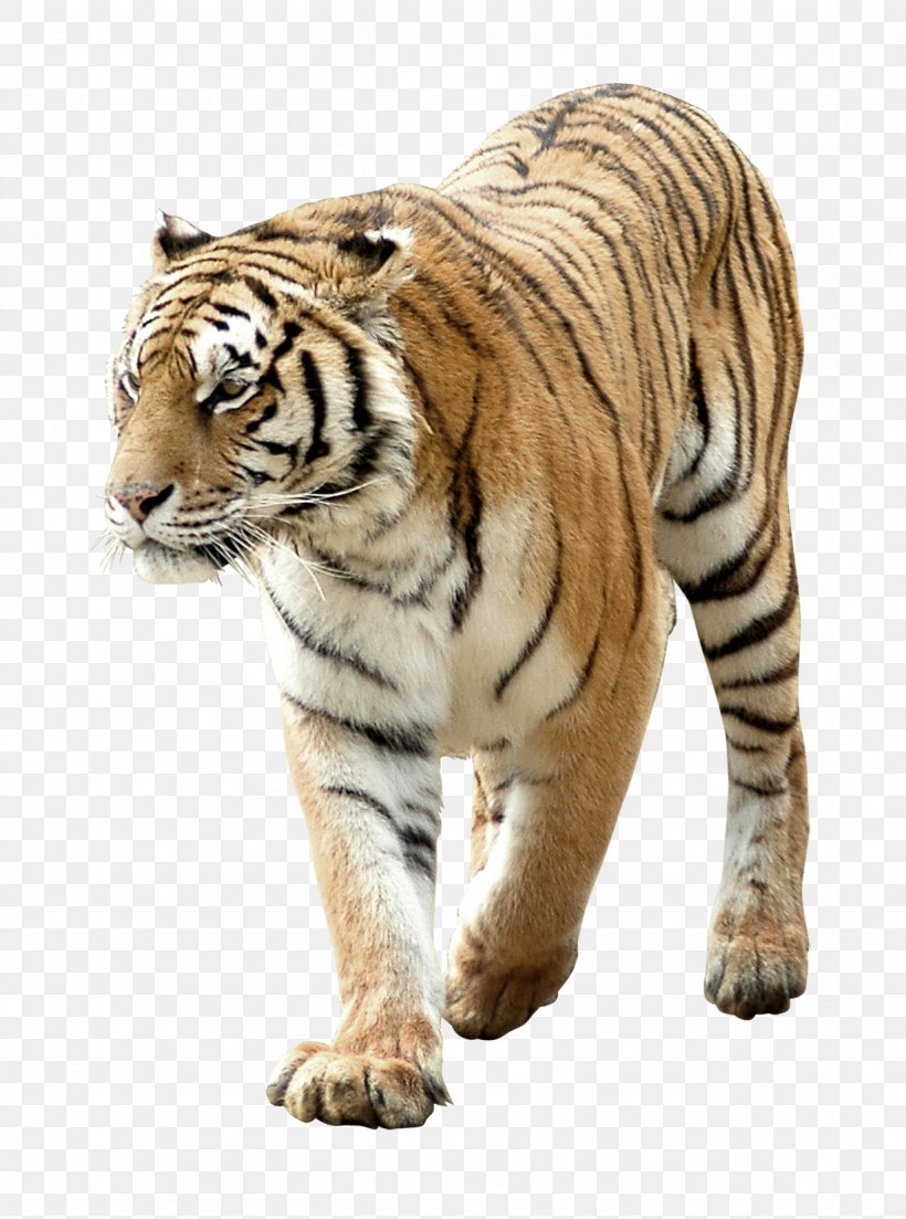 Tiger Paper Sticker, PNG, 1229x1654px, Tiger, Animal, Big Cats, Carnivoran, Cat Like Mammal Download Free