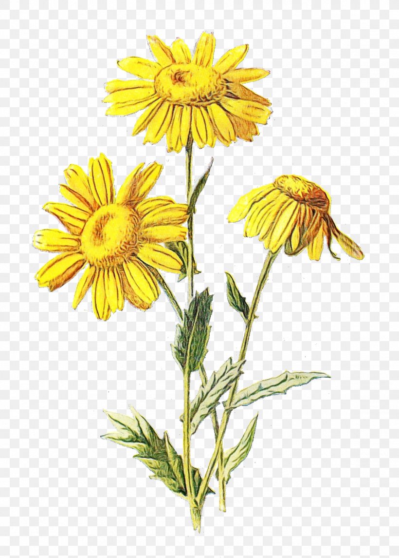 Wildflower Transparency Familiar Wild Flowers Daisy Family, PNG, 1145x1600px, Watercolor, Chamomile, Daisy Family, Dandelion, Drawing Download Free