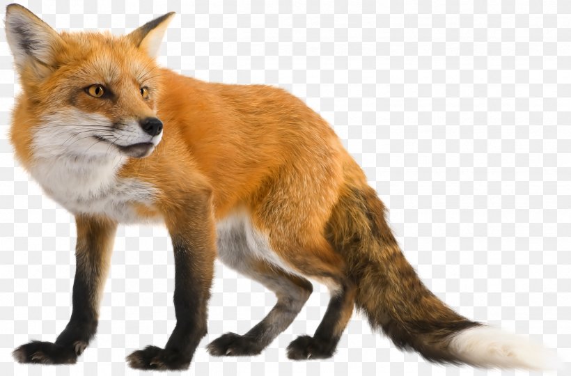 Fox Download Clip Art, PNG, 2431x1603px, Fox, Canidae, Carnivoran, Dhole, Display Resolution Download Free