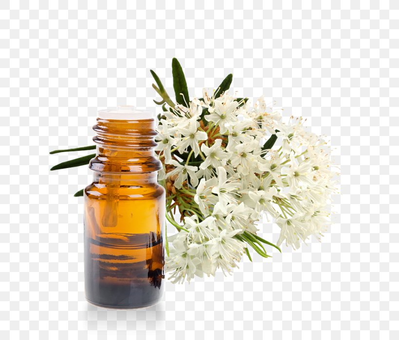 Marsh Labrador Tea Essential Oil Homeopathy Rhododendron Subsect. Ledum, PNG, 700x700px, Marsh Labrador Tea, Alternative Health Services, Bottle, Cut Flowers, Essential Oil Download Free