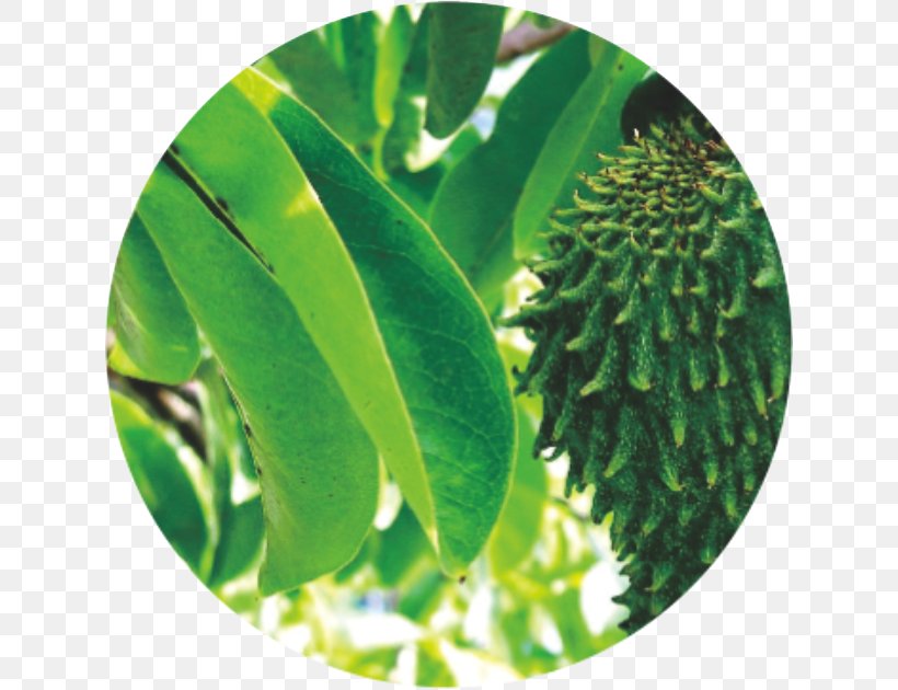 Soursop Fruit Tree Sapodilla Cancer, PNG, 630x630px, Soursop, Annona, Auglis, Cancer, Fruit Download Free