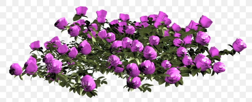 Still Life: Pink Roses Flower Garden Garden Roses, PNG, 800x333px, Still Life Pink Roses, Cut Flowers, Cyclamen, Fashion, Flower Download Free