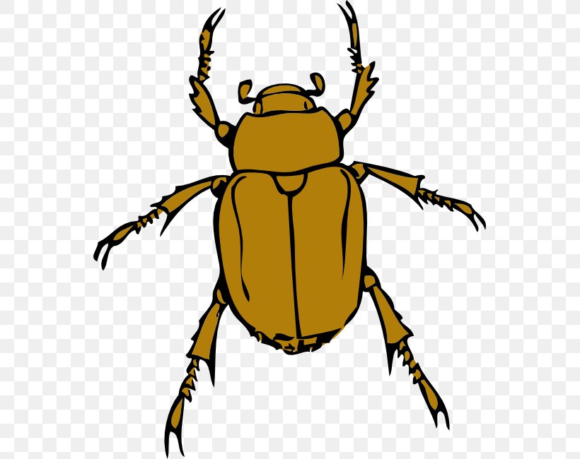 Beetle Insect, PNG, 555x650px, Beetle, Cartoon, Darkling Beetles, Document, Insect Download Free