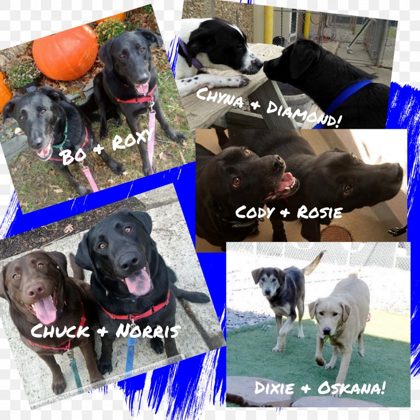 Dog Breed Sporting Group Obedience Training Snout, PNG, 1600x1600px, Dog Breed, Breed, Crossbreed, Dog, Dog Breed Group Download Free