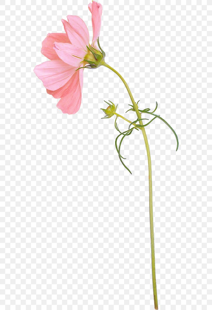 Flower Clip Art, PNG, 564x1200px, Flower, Alstroemeriaceae, Archive File, Chrysanthemum, Cut Flowers Download Free