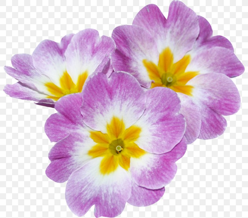 Light Primrose Violet Gold Verset, PNG, 800x722px, Light, Annual Plant, Crocus, Darkness, Flower Download Free