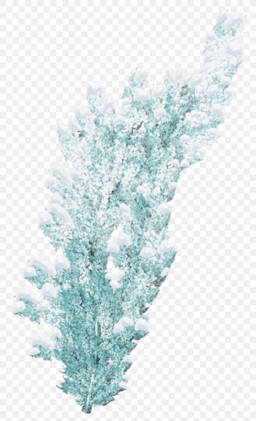 Image Pine Christmas Day Snow, PNG, 800x1351px, Pine, American Larch, Aqua, Aquarium Decor, Blog Download Free