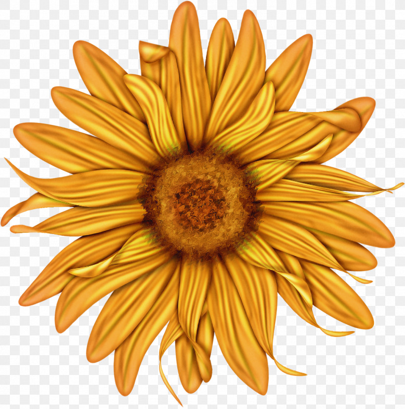Sunflower, PNG, 1494x1511px, Flower, Daisy Family, Gazania, Gerbera, Petal Download Free