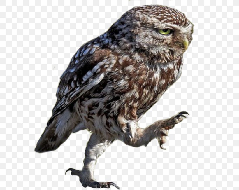 Little Owl Great Grey Owl Bird, PNG, 671x651px, Owl, Accipitriformes, Animal, Beak, Bird Download Free