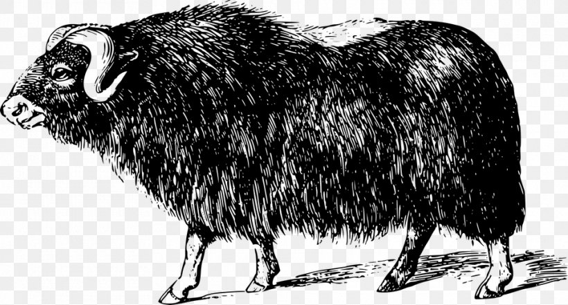 Muskox Bison Domestic Yak Cattle, PNG, 960x517px, Muskox, Arctic, Bison, Black And White, Bovinae Download Free