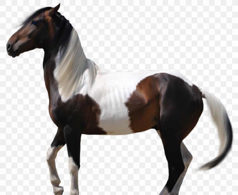 Mustang Stallion American Paint Horse Arabian Horse Mare, PNG, 900x738px, Mustang, American Paint Horse, Arabian Horse, Bridle, Drawing Download Free